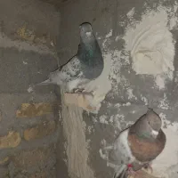 کفتر پرشی رنگی