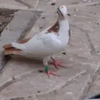 ساری بوینجولو ماده
