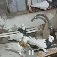 طوقی هفت رنگ