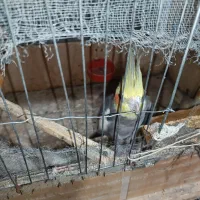 عروس هلندی|پرنده|زابل, |دیوار