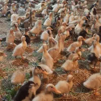 فروش جوجه اوردک ۱۲روزه