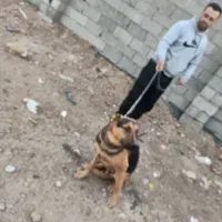 سگ ژرمن مخصوص باغ و ویلا