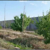 فروش زمین باغی