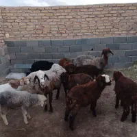 فروش ویژه گله گوسفند