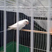 فروش کوتوله