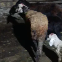 میش و بره افشاری