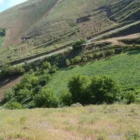 زمین کشاورزی 2500متری دارای برق سه فاز