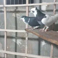 کبوتر رنگی|پرنده|تهران, شهرک علم و فناوری|دیوار