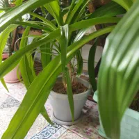 گلها همه با هم|گل و گیاه طبیعی|لنجان, |دیوار