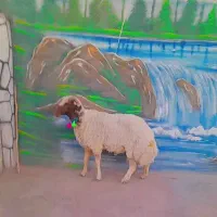 بره شیشک قوچ سنجابی اصل|حیوانات مزرعه|کاشمر, |دیوار