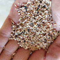 گندم مرغی یا خرده گندم