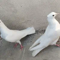 فروش یا معاوضه یک جفت سفید کاکل
