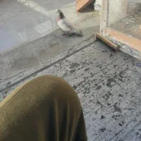 کبوتر|پرنده|برخوار, |دیوار