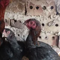 خروس و مرغ چنگ طوطی به ضمانت|حیوانات مزرعه|تربت جام, فاز ۱ فرهنگیان|دیوار