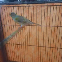 قناری ماده|پرنده|دلیجان, |دیوار