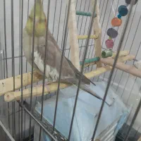 عروس هلندی ماده