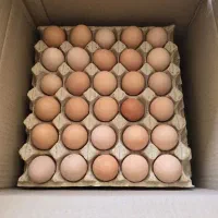 تخم مرغ نطف دار روز