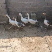 پنج عددغاز سه تاش جوجه امسال هستن