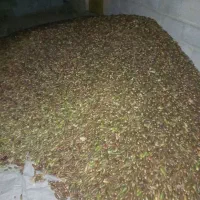 بلوط|عمده‌فروشی|کنار تخته و کمار, |دیوار