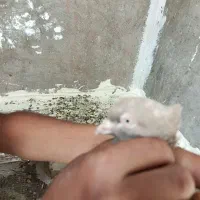 کبوتر سینه ای نز