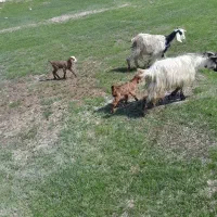 دوتا بز جوان تازه زایدن  قیمت مناسب