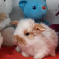 خرگوش لوپ مینیاتوری تعداد و تک|موش و خرگوش|تهران, آرژانتین|دیوار