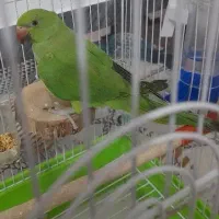 طوطی ملنگو|پرنده|تربت‌حیدریه, شهرک ولیعصر|دیوار