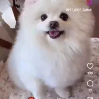 سگ پامرین نر برای کشش