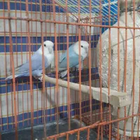 جفت کوتوله خوش رنگ