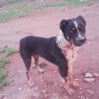 سگ خراسانی جفت نر