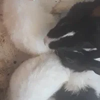 ۳عددخرگوش|موش و خرگوش|پرند, فاز ۵|دیوار