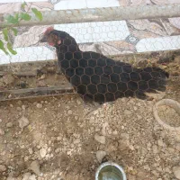 مرغ سیاه ۷ ماهه ۵۰۰ هزار