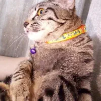 واگذاری رایگان