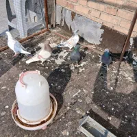 کبوتر گرفتنی