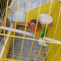 طوطی برزیلی