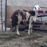 بره قوچ میش