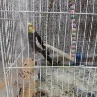 عروس هلندی نر