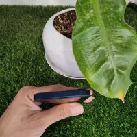 iPhone 13|موبایل|تربت جام, المهدی|دیوار