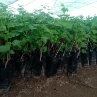 فروش انواع نهال گلدانی انگور عمده(همکاری)
