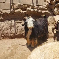 دوبر