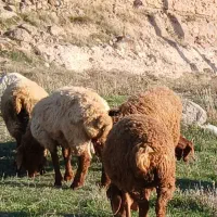 ۹عددبره نروماده کم وزن ۲۷الی ۳۰ کیلومغان|حیوانات مزرعه|شهریار, شهرک بهاران (ویره)|دیوار