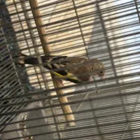 سهره|پرنده|کهریزک, |دیوار