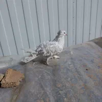 فروش یک جفت کبوتر جکسون