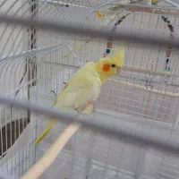 عروس هلندی|پرنده|تهران, شهرک زینبیه|دیوار