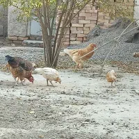 محلی|حیوانات مزرعه|انبارآلوم, |دیوار