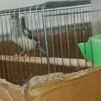 قناری مآده کار جوآن