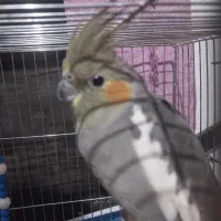 عروس هلندی سینامون