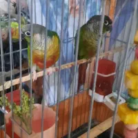 گرینچیک  بندر جاسک