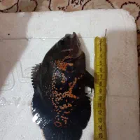 اسکار پنکوس حلذون کت پوزه بوته