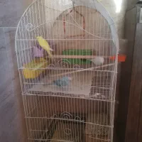 سه عدد مرغ عشق